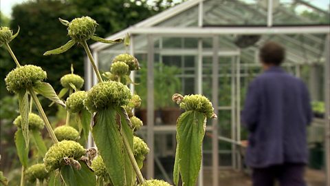 BBC Two - Gardeners' World, 2011, Episode 15