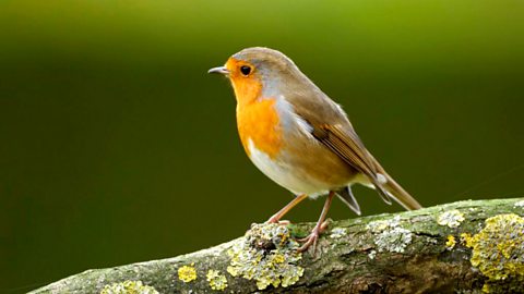 Who, what, why: How aggressive are robins? - BBC News