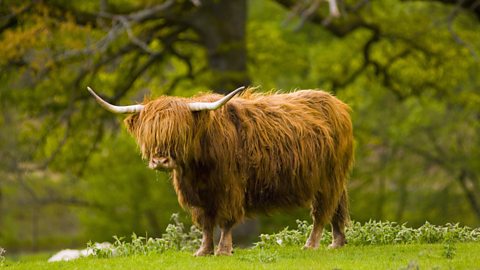 Photo of a Highland cow