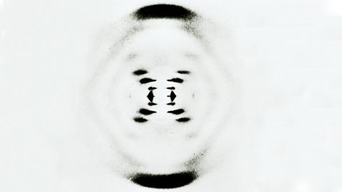 The famous X-ray diffraction photograph of DNA taken by Rosalind Franklin, known as photograph 51.