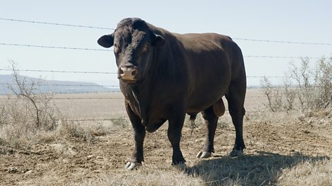 Photo of an Aberdeen angus cow