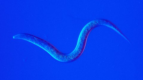 Nematode worm