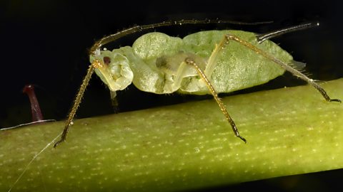 Rose aphid