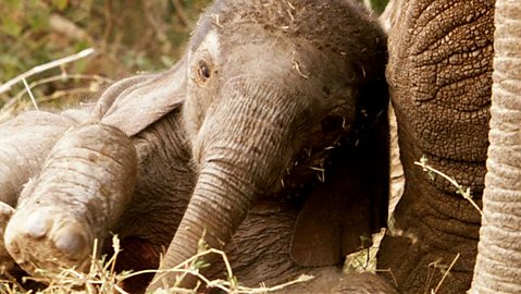 BBC One - The Secret Life of Elephants