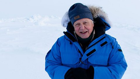 BBC One - Frozen Planet, Attenborough's wonderful world