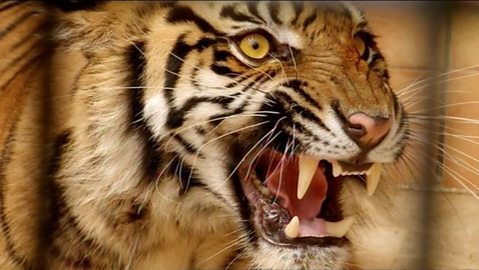 BBC Two - Natural World, 2012-2013, Tiger Island, Man-eating tigers