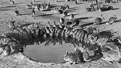 Witness History, Witness History, Australia's Rabbit Plague