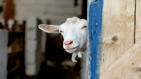 BBC World Service - Outlook, Do goats have healing powers?