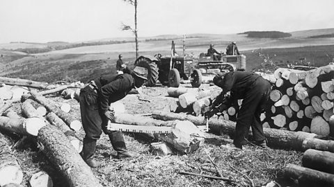 Men logging for wood in Scotland