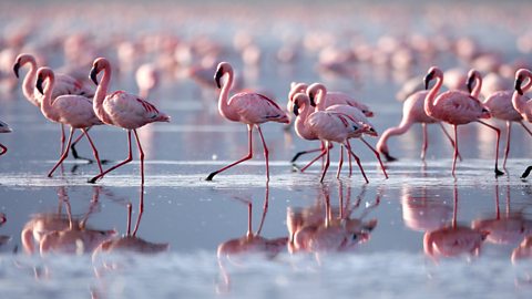 BBC One - Nature's Greatest Dancers - Flamingo