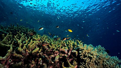 How are coral reefs formed?