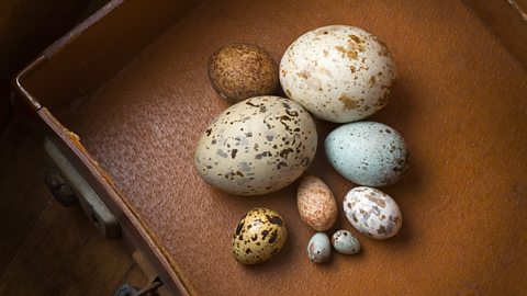 Victorian Bird Egg Collection 8”w X 12”h – WayneWilsonArt