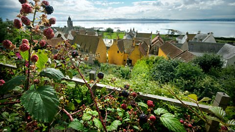 Bramble Plant Info: What Are The Characteristics Of Brambles