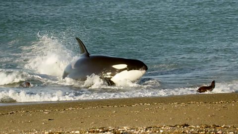 BBC Two - Patagonia: Earth's Secret Paradise