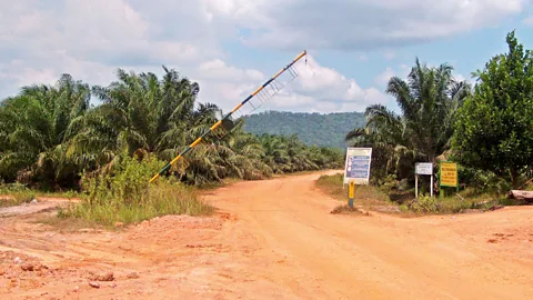 Costing the Earth, Costing the Earth, Forests of the Orangutan