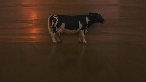 A model cow with the background dark and under-exposed