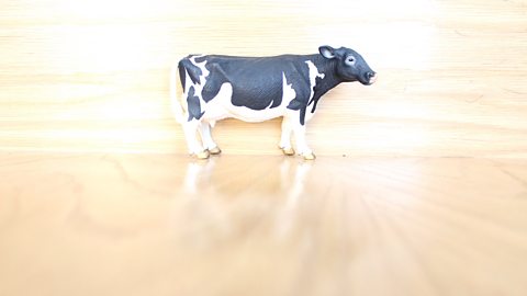 A model cow with the background bright and over-exposed