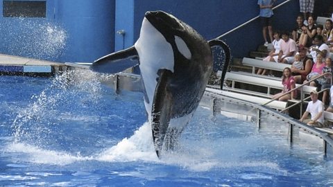 BBC World Service - Witness History, The Killer Whale that Killed