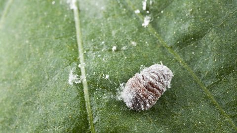 Citrus mealybug