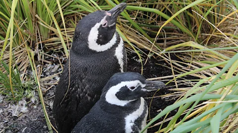 Costing the Earth, Costing the Earth, Exploding Penguins