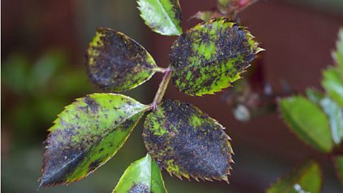 Spots on leaves caused by the Rose black spot fungus