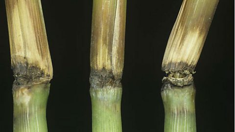 infected nodes on Rice plants