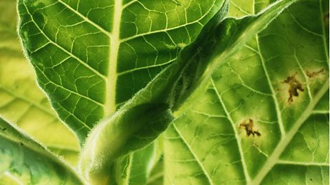 A tobacco leaf infected with tobacco mosaic virus