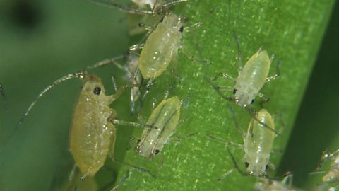 Aphid insects suck sap from plants