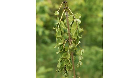 Ash die back fungus causes malformed stems and leaves