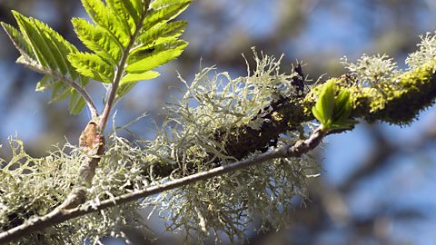 Lichen growing on a tree branch