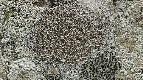 Hard lichen growing on a wall