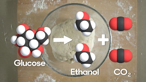 A diagram of the molecules that react when making bread with a backdrop of the dough in the background