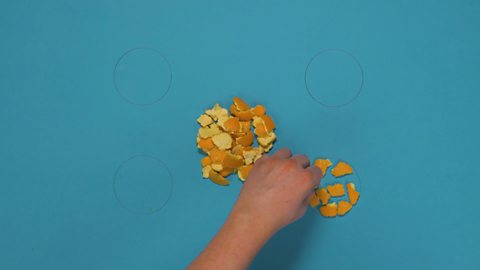 Fragments of orange peel being placed within the drawn in circle