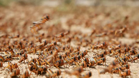 Witness History, Witness History, The Transatlantic Locust Plague