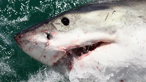 Witness History, Witness History, Shark Attack Survivor