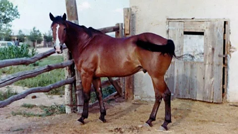 Witness History, Witness History, The Cross Border Horse Race