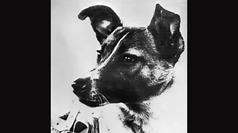 Witness History, Witness History, Laika the Space Dog