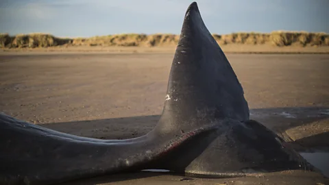Witness History, Witness History, The Exploding Whale