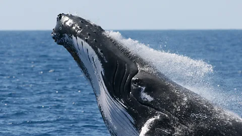 Witness History, Witness History, The discovery of whalesong