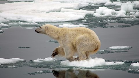 A polar bear struggling to float on ice