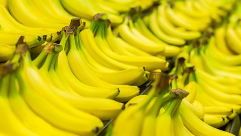 Rows of bananas