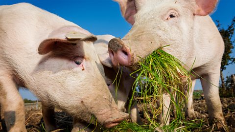 Two pigs eating grass