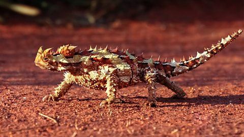 A thorny devil lizard