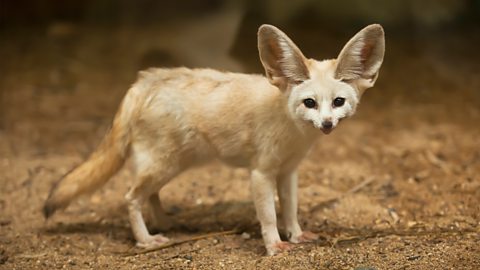 A fennec fox