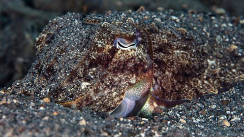 A cuttlefish