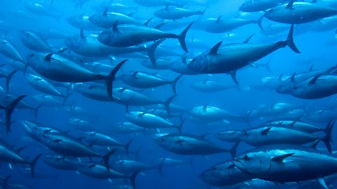 A shoal of bluefin tuna