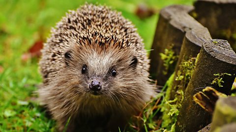 hedgehogs