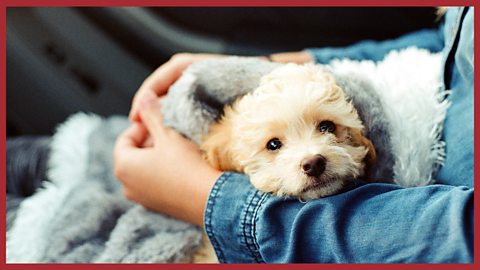 An image of a dog sat on someone's lap.