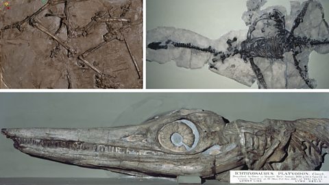 Fossils found by Mary Anning