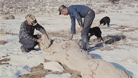 Witness History, Witness History, The Skull Valley Sheep Kill